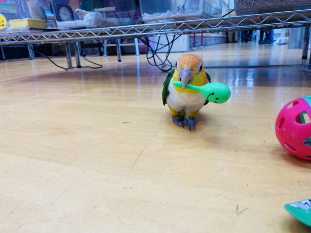 シロハラインコ