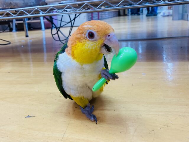手乗り動画あります🎥ヒナ餌卒業‼️てちてち歩く姿にキュンです🫰❤️よく馴れてくれそうなシロハラインコ（女の子）‼️