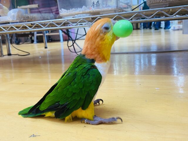 シロハラインコ
