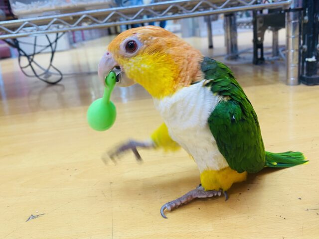 シロハラインコ