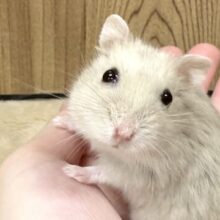 淡いカラーがとっても素敵✨マンダリンハムスター