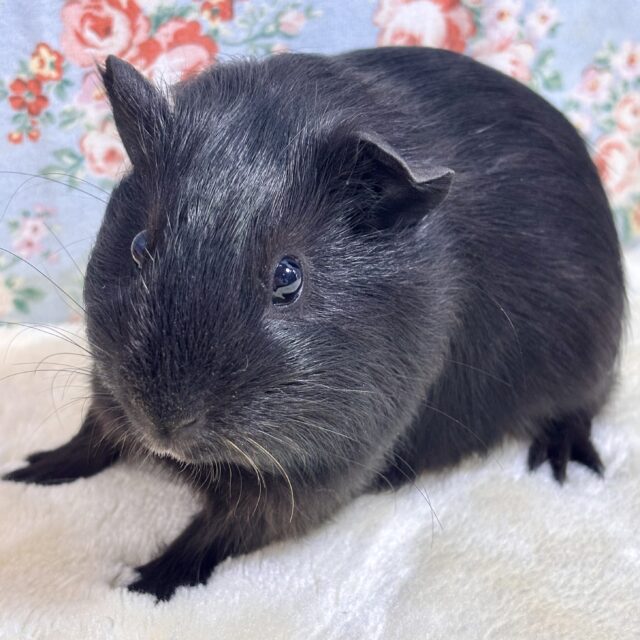 イングリッシュモルモット