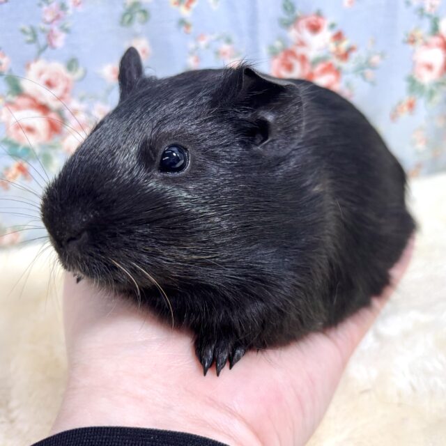 イングリッシュモルモット