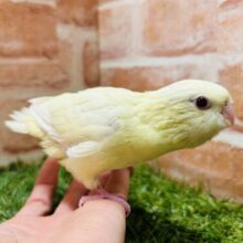 久々にサザナミちゃんがやって来ました～🎵　サザナミインコ（クリーム）