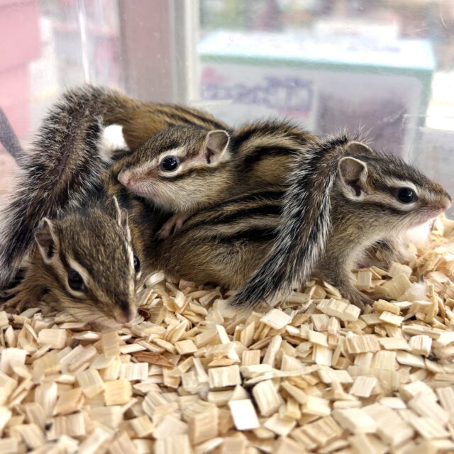 シマリス（ノーマル）