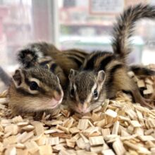 シマリスのベビーたちがやってきました♪【オス4匹・メス4匹】 🐿☆*。