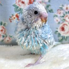 セキセイインコ  ブルースパングル  ✈️☁️°・*:.。.☆