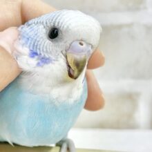 最新画像あり！青空カラー☀️🩵セキセイインコ（ブルースパングル）