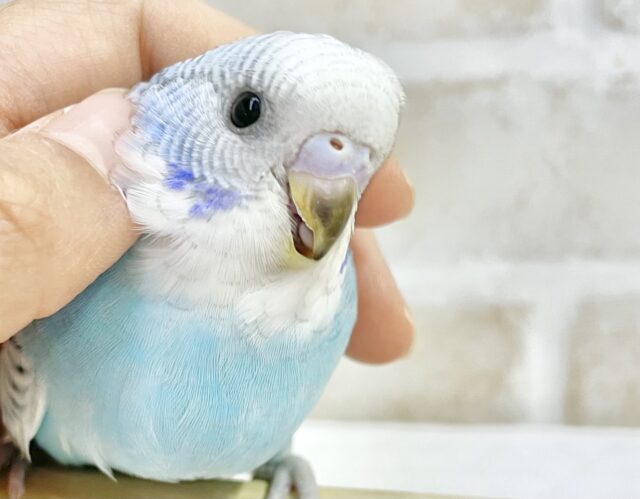 最新画像あり！青空カラー☀️🩵セキセイインコ（ブルースパングル）