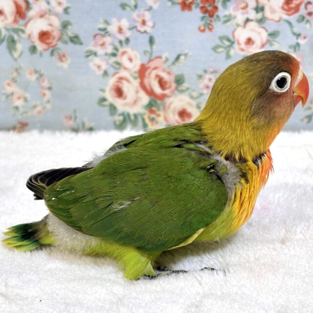 ルリゴシボタンインコ