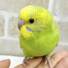 最新画像あり！フレッシュグリーン💚セキセイインコ（グリーンスパングル）