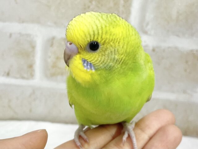 最新画像あり！フレッシュグリーン💚セキセイインコ（グリーンスパングル）