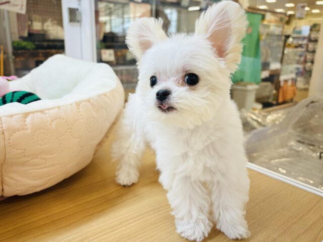 超ホヤホヤ最新画像✨寝姿を見にこっそりと……ミックス犬くん(チワワ×マルチーズ)