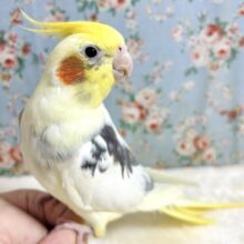 オカメインコ  パイド  ‪🧡‬‪🖤⚪️✨️