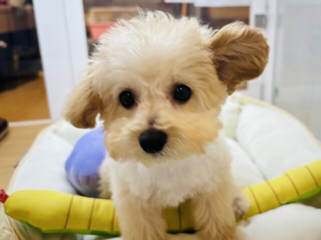 トイプードル