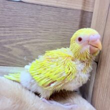 サンサンイエローが明るいゼェ〜🔆セキセイインコのルチノー❣️