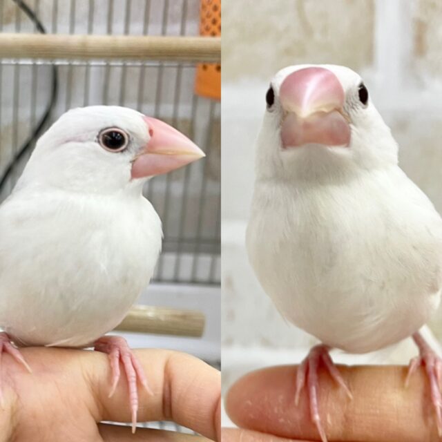 最新画像あり！動画あり！とっても個性豊かです～🤍 白文鳥🐣