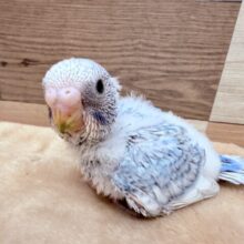 ほわほわ〜っとした優しい雰囲気の子💕セキセイインコのスパングル❣️