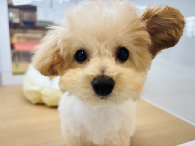 トイプードル