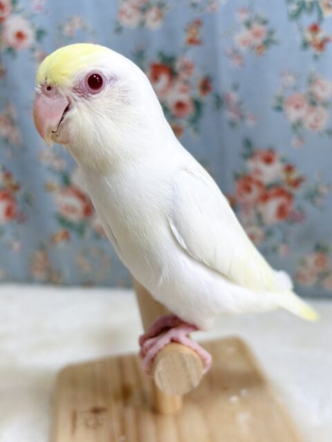 マメルリハ