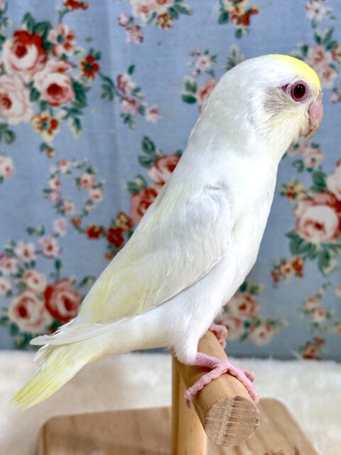 マメルリハ