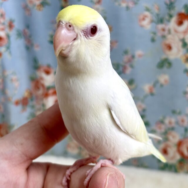 マメルリハ ターコイズクリームイノ 男の子 🍋🍨🤍