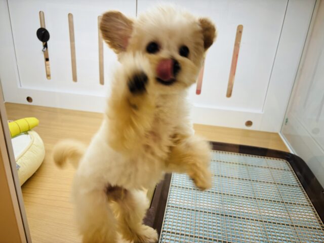 トイプードル