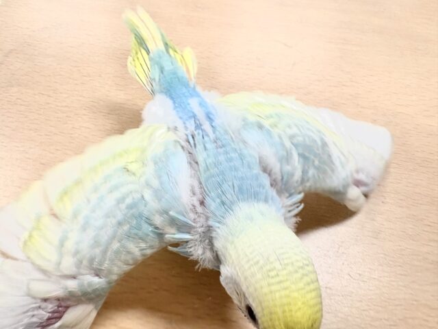 セキセイインコ