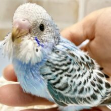 最新画像あり！美しい模様🩵🖤セキセイインコ（ブルーオパーリン）