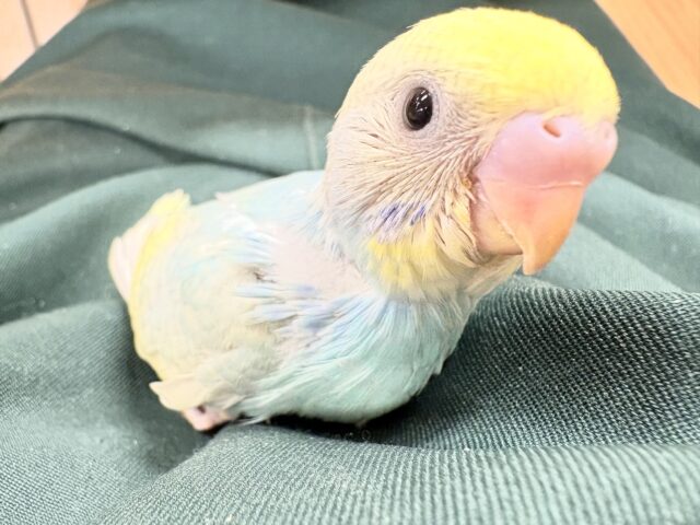 ️【最新画像更新🪄】🩵💛ふわふわ綿毛のパステルちゃん️☆セキセイインコ（パステルレインボースパングル）