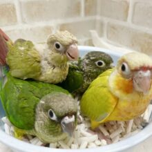 ウロコインコパーティ〜🎉🥳開催中✨