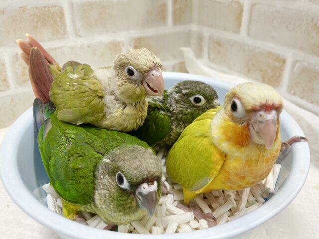 ウロコインコパーティ〜🎉🥳開催中✨