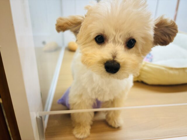 トイプードル