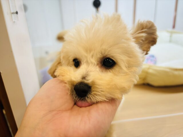 トイプードル