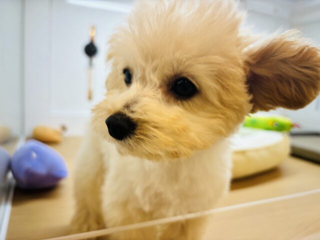 トイプードル