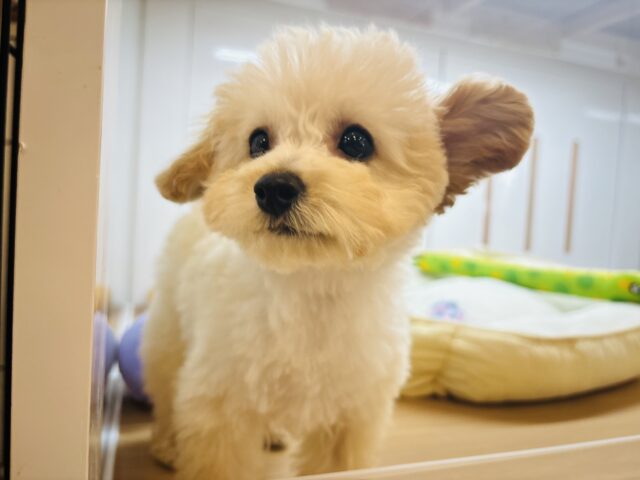 トイプードル