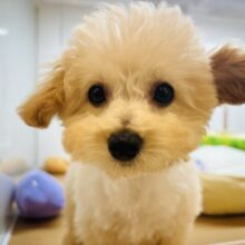 超ホヤホヤ最新画像✨おちり振りが止まらない！トイプードルくん！