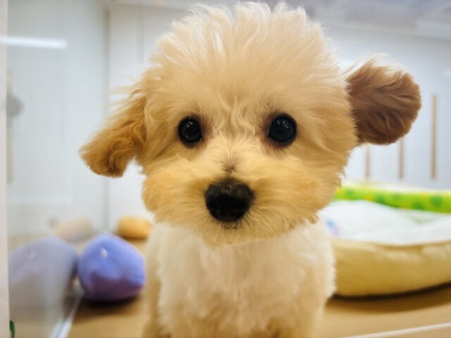 超ホヤホヤ最新画像✨おちり振りが止まらない！トイプードルくん！