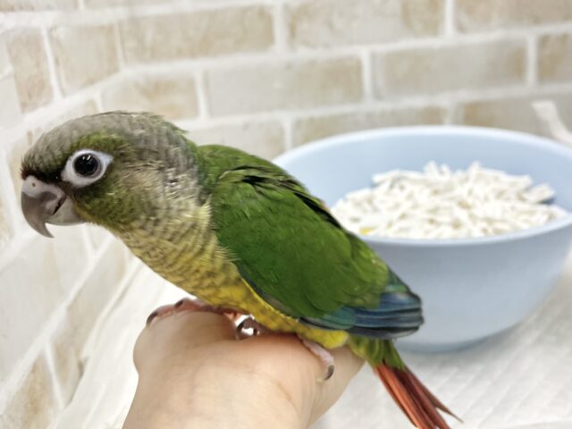 ワキコガネウロコインコ
