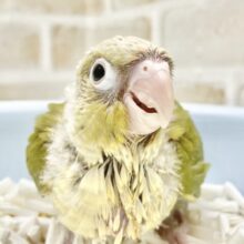 淡いカラーが爽やか〜💛💚ホオミドリウロコインコ（シナモン）