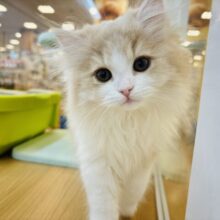美人すぎてクラクラする♥ラガマフィンちゃん！