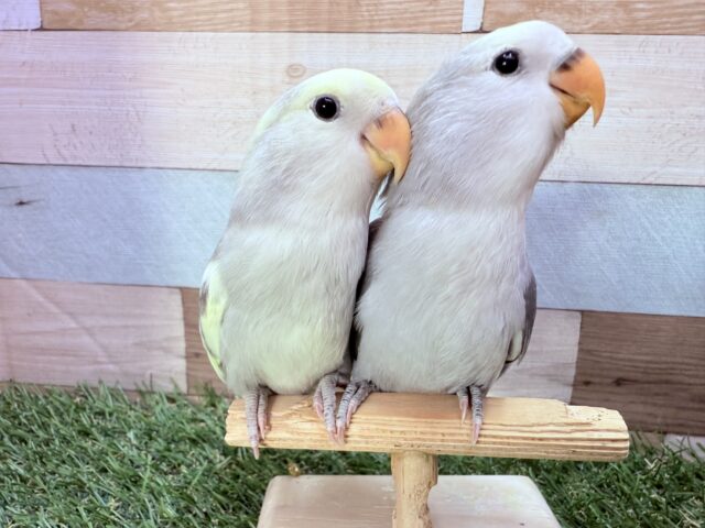 コザクラインコ（小桜インコ）