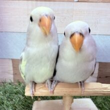 最新画像あります🌟わちゃわちゃ〜✨落ち着いたカラーが可愛い🥰コザクラインコモーブ、モーブパイド🩶