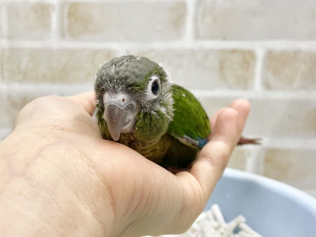 ホオミドリウロコインコ