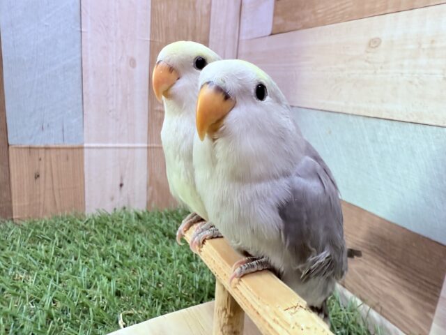 コザクラインコ（小桜インコ）