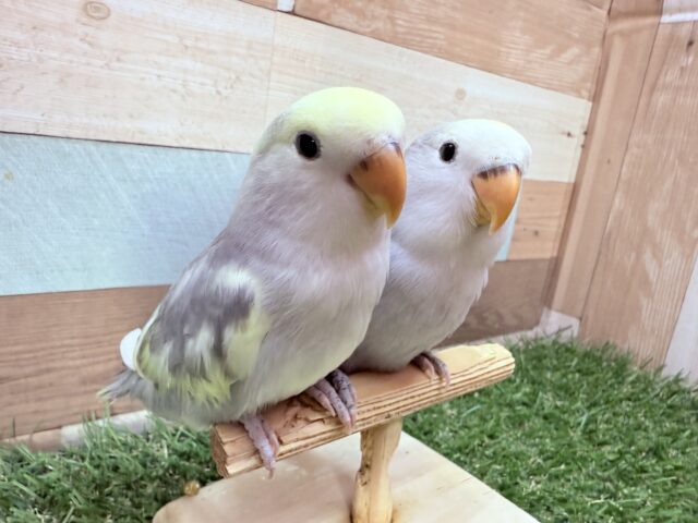 コザクラインコ（小桜インコ）