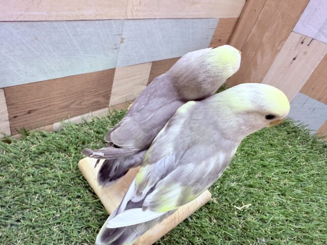 コザクラインコ（小桜インコ）