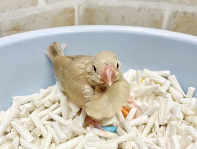 シナモン文鳥