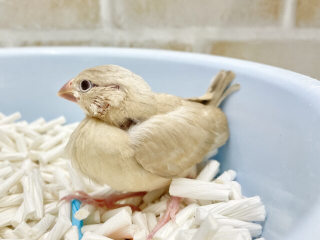 シナモン文鳥