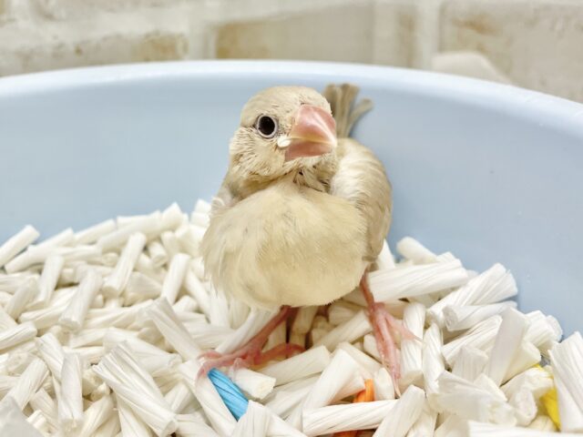 シナモン文鳥